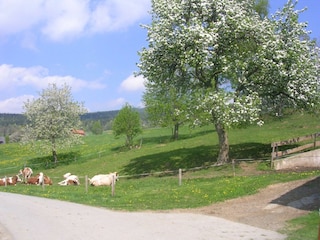 Natur pur