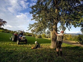 Naturparkbhf Pöltl_Birnenernte_Oststeiermark