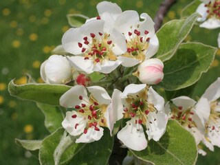 Naturparkbhf Pöltl_Hirschbirnblüte_Oststeiermark