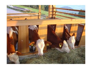 Kälber beim Seppl am Berg