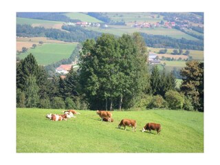 Kalbinnen auf der Weide