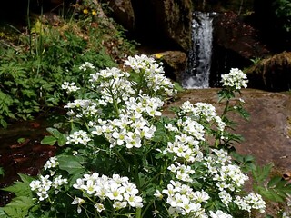 Wilde Brunnenkresse am Bach