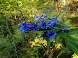 Schwalbenwurz-Enzian