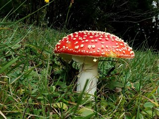 Fliegenpilz, aber nicht vom Zuckerbäcker