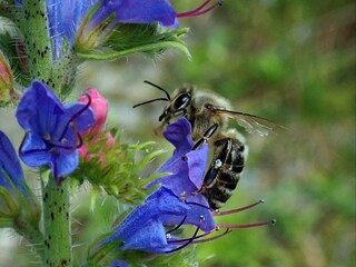 Honigbiene auf den Blüten des Natternkopf