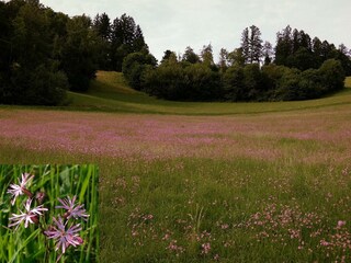 Ein rosa Meer von Blüten der Kuckuckslichtnelke