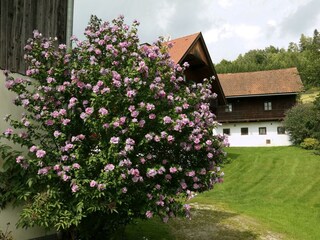 Blühender Hibiskus