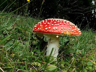 Fliegenpilz, aber nicht vom Zuckerbäcker