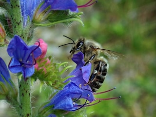 Honigbiene auf den Blüten des Natternkopf