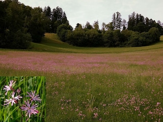 Ein rosa Meer von Blüten der Kuckuckslichtnelke