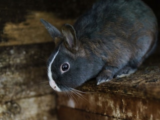 Hasen am Leitenbauerhof (C) UaB Sorger