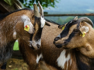 Ziegen am Leitenbauerhof (C) UaB Sorger