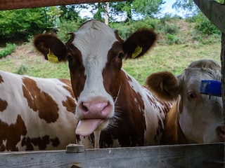 Kühe am Leitenbauerhof (C) UaB Sorger
