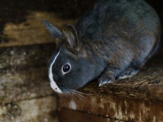 Hasen am Leitenbauerhof (C) UaB Sorger