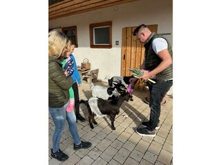 Gut Kunterbunt_Ziegen_Hof