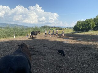 Gut Kunterbunt_Pferde_Oststeiermark