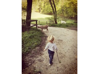 Gut Kunterbunt_Ziegen_Spazieren