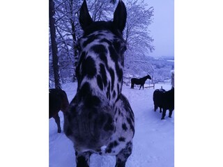 Gut Kunterbunt_Pferde_Winter_Oststeiermark