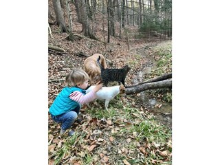 Gut Kunterbunt_Wald_Spielen_Oststeiermark