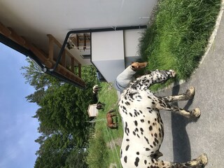 Gut Kunterbunt_Pferde_Innenhof_Oststeiermark