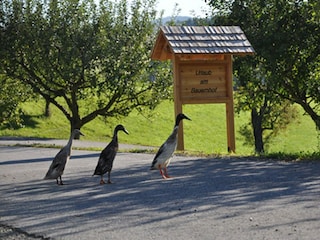 Herzlich Willkommen_Enten_Klein Bachbauer