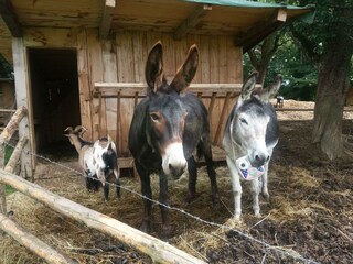 Eseldame Susi, Eselherr Emil & Ziege Gerti