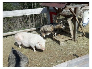 Laibacher Tiere am Hof