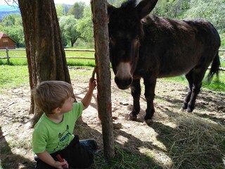 Eseldame Susi & Ferdi