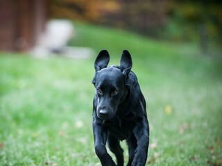 Hofhund Labrador Charly