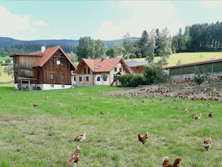 Hühner am Bauernhof