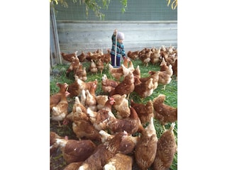 unsere Hühner genießen die Freiheit