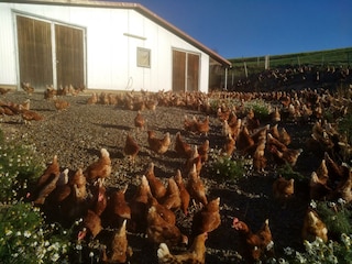 unsere Hühner genießen die Freiheit