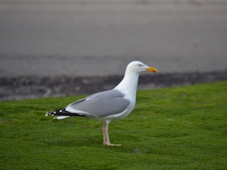 Norderneyer Möwe