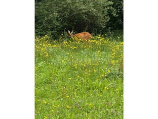 Apartment Fulpmes Außenaufnahme 25