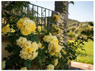 Apartment La Caletta Environment 10