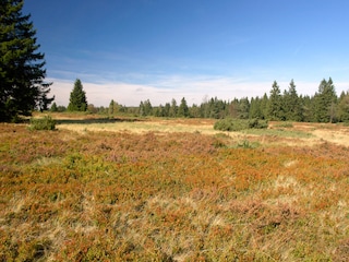 Niedersfelder Hochheide