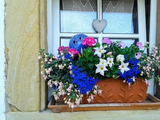 Blumen sind eine Freude für das Auge