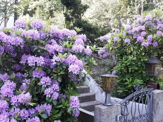 Treppe gesäumt von blühenden Rhododendren