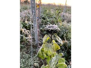 Sonnenblume im Winter