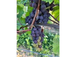 WhatsApp Bild 2025-09-12 um 11.19.11_63a43f61