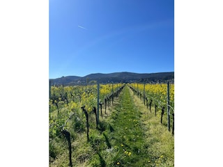 WhatsApp Bild 2025-09-12 um 11.30.08_6169ab00