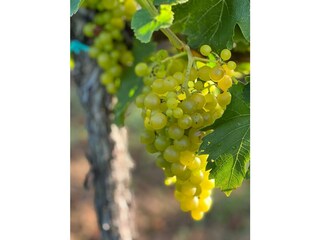 IMG-20240406-WA0004 - Kopie - Kopie