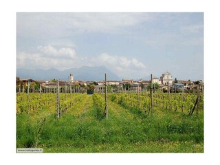 Manerba und Weinanbau