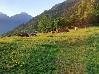 Chalet Bruck am Ziller Environment 26