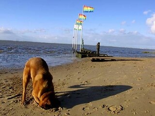 Den Vierbeiner freut es - Kurhausstrandabschnitt - für Hunde zugänglich