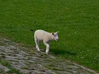 Die neugeborenen Lämmer auf dem Deich
