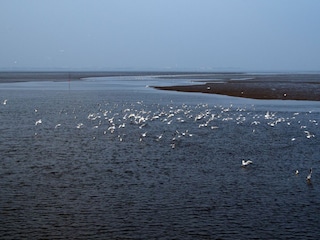 Vogelflug über dem Jadebusen - hinten Wilhelmshaven