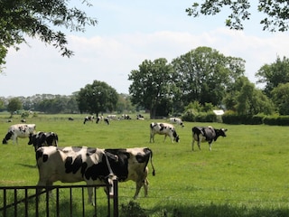 Blick aus der Wohnung Fresenhuus 1 auf Wiesen und Felder