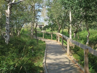 Weg zur Vogelbeobachtungshütte Jade-Sehestedt