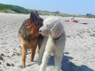 Ihr Hund ist willkommen